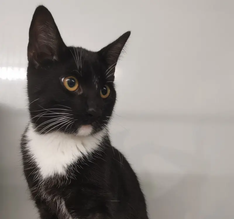 Fundkater Kropp Tierscheim Schleswig