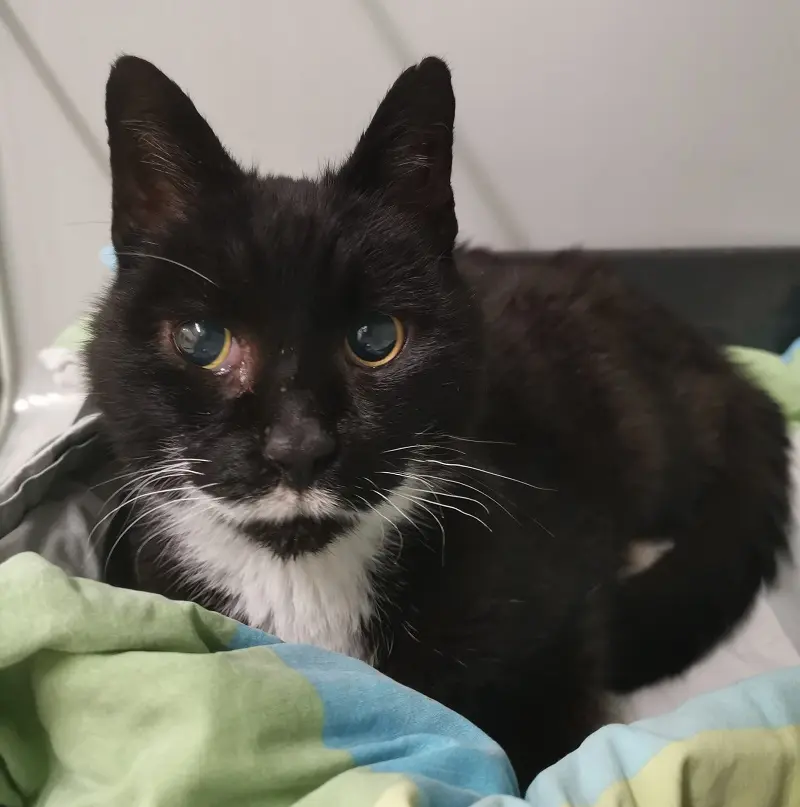 Fundkater Lürschau