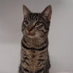 Fundkater Schleswig Tierheim Schleswig