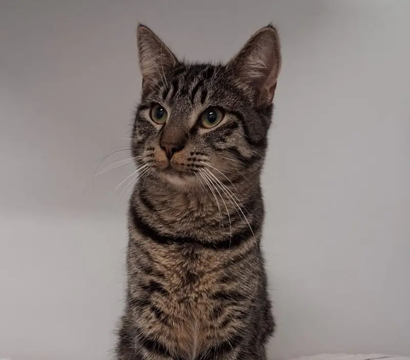 Fundkater Schleswig Tierheim Schleswig