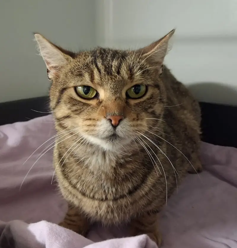 Fundkatze Bollingstedt Tierheim Schleswig