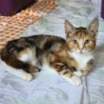 Fundkatze Fahrdorf Tierheim Schleswig