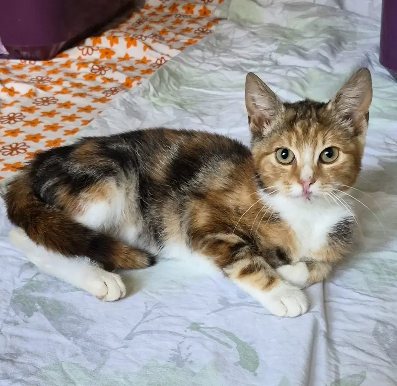 Fundkatze Fahrdorf Tierheim Schleswig