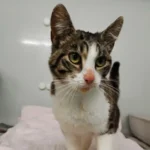 Fundkatze Schleswig