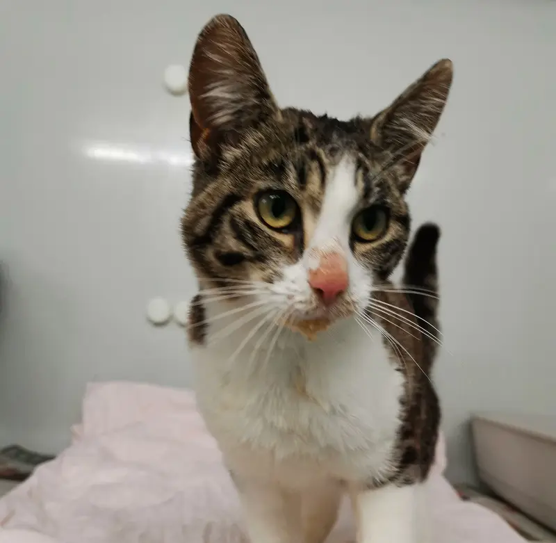Fundkatze Schleswig