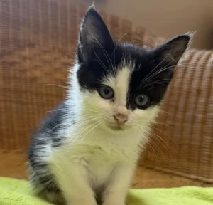 Kitten Gary Tierheim Schleswig