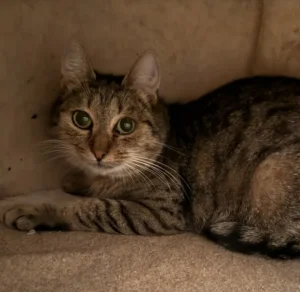 Katze Gina Tierheim Schleswig