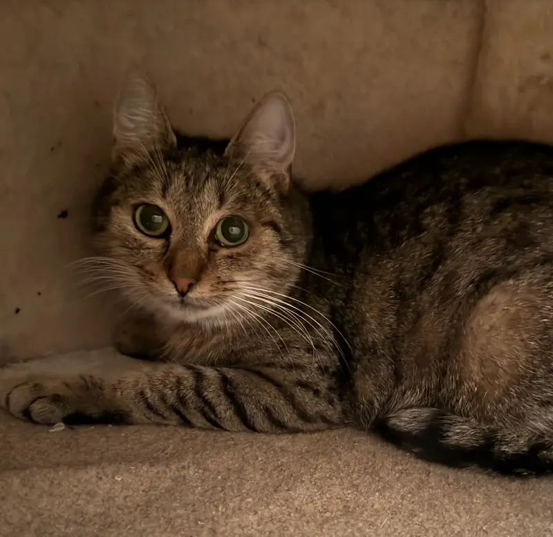 Katze Gina Tierheim Schleswig
