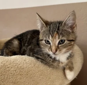 Kitten Greta Tierheim Schleswig