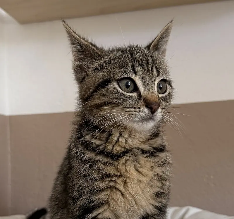 Kitten Günni Tierheim Schleswig
