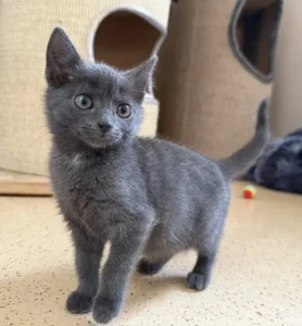 Kitten Indira Tierheim Schleswig