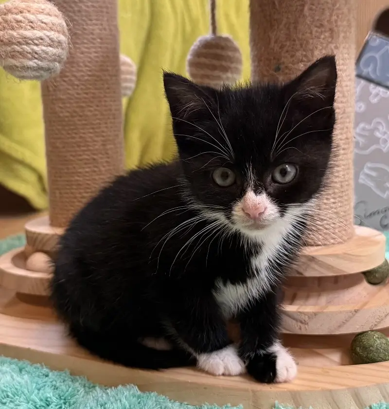 Kitten Jonas Tierheim Schleswig