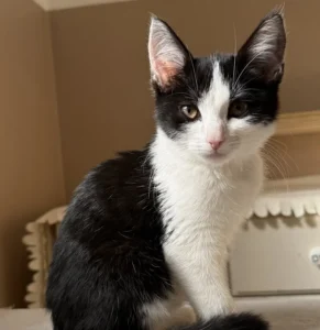 Kitten Julchen Tierheim Schleswig