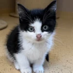 Kitten Leroy Tierheim Schleswig