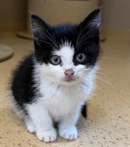 Kitten Leroy Tierheim Schleswig