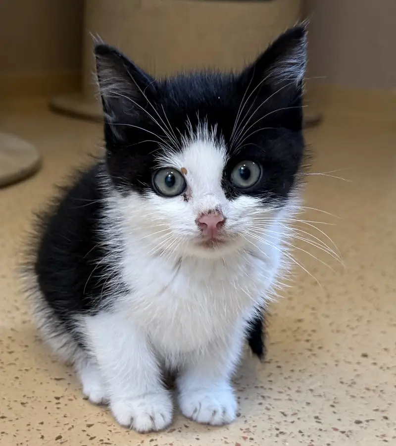 Kitten Leroy Tierheim Schleswig