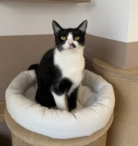 Katze Lyra Tierheim Schleswig