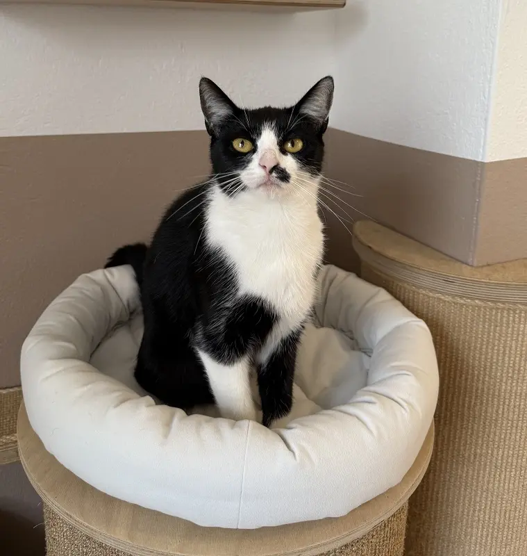 Katze Lyra Tierheim Schleswig