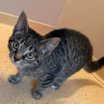 Kitten Mascha Tierheim Schleswig