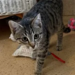 Kitten Otis nTierheim Schleswig