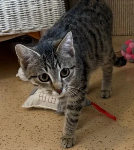 Kitten Otis nTierheim Schleswig
