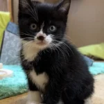 Kitten Pino Tierheim Schleswig