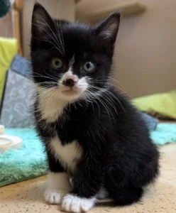 Kitten Pino Tierheim Schleswig