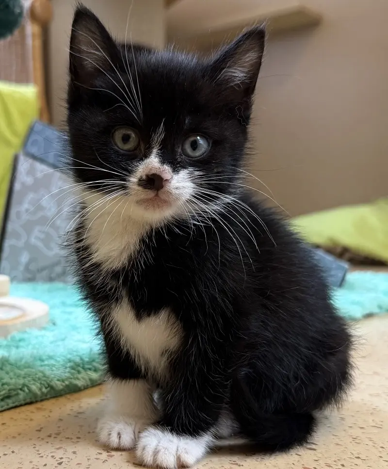 Kitten Pino Tierheim Schleswig
