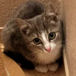 Kitten Pitch Tierheim Schleswig