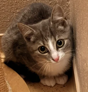 Kitten Pitch Tierheim Schleswig