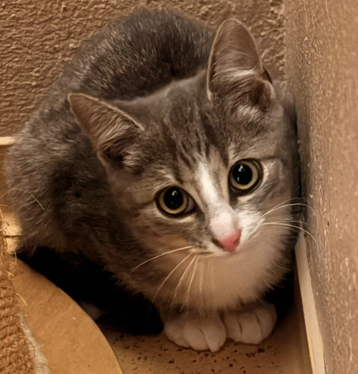 Kitten Pitch Tierheim Schleswig