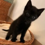 Kitten Sam Tierheim Schleswig