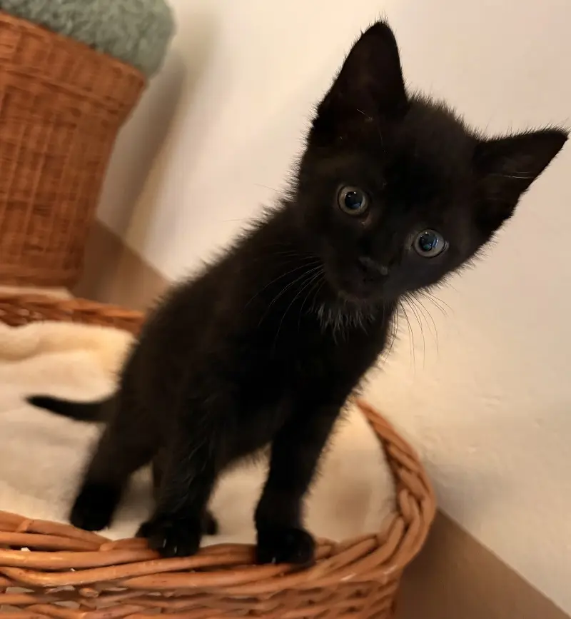 Kitten Sam Tierheim Schleswig