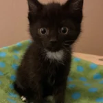 Kitten Sascha Tierheim Schleswig