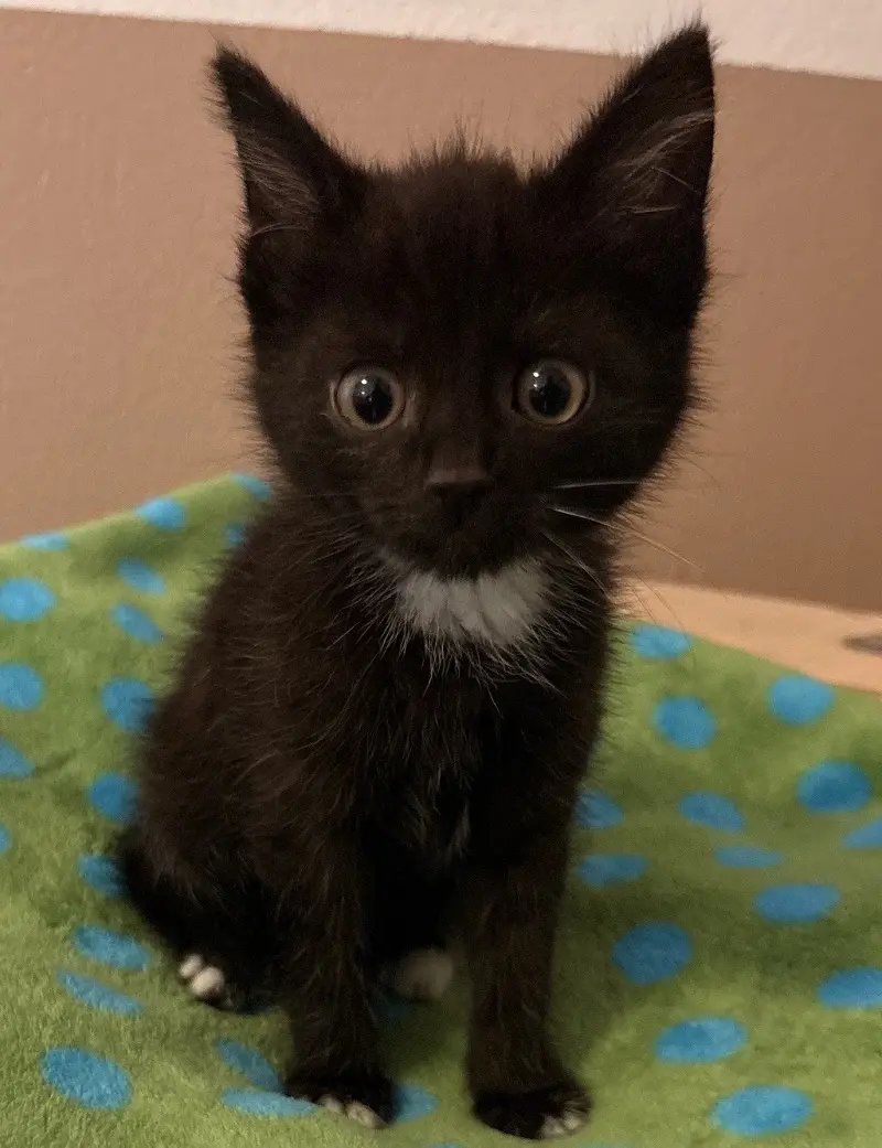 Kitten Sascha Tierheim Schleswig