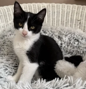 Kitten Stevie Tierheim Schleswig