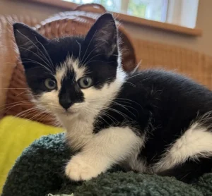 Kitten Wanda Tierheim Schleswig