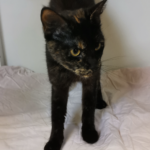 Fundkatze Schleswig