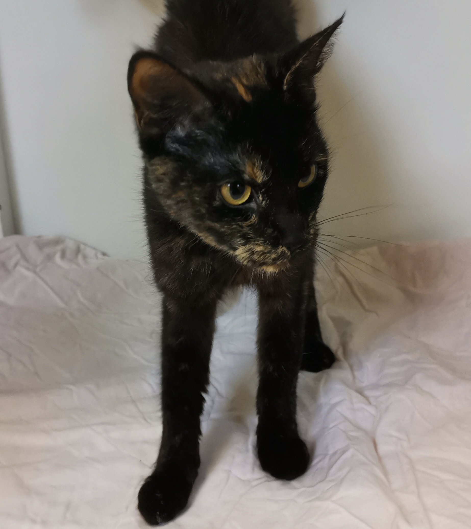 Fundkatze Schleswig