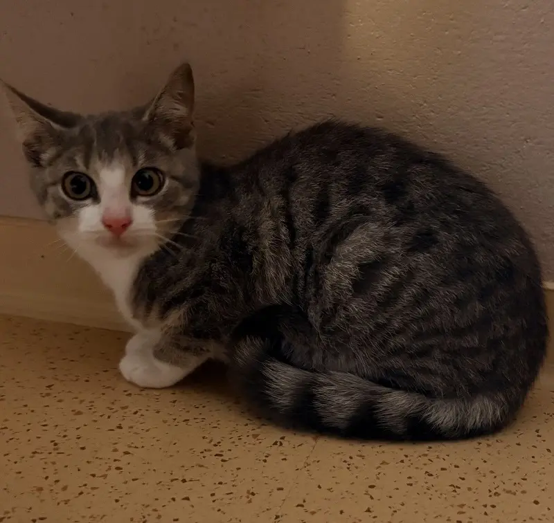 Kitten Patch Tierheim Schleswig