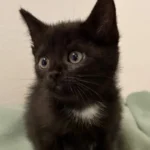 Kitten Rose Tierheim Schleswig