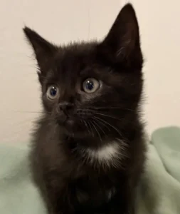 Kitten Rose Tierheim Schleswig