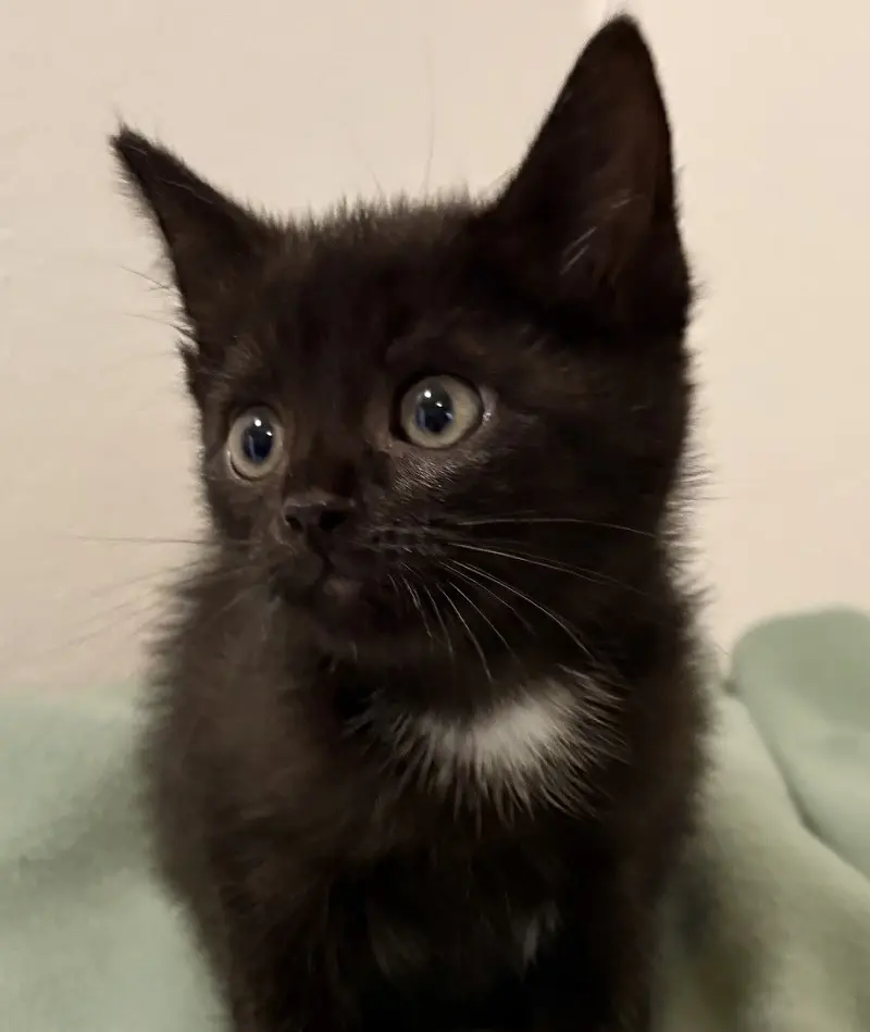 Kitten Rose Tierheim Schleswig